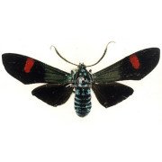 BELEMNIA INAURATA